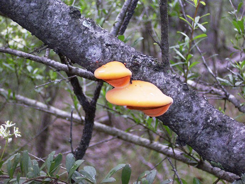 Decay macrofungi