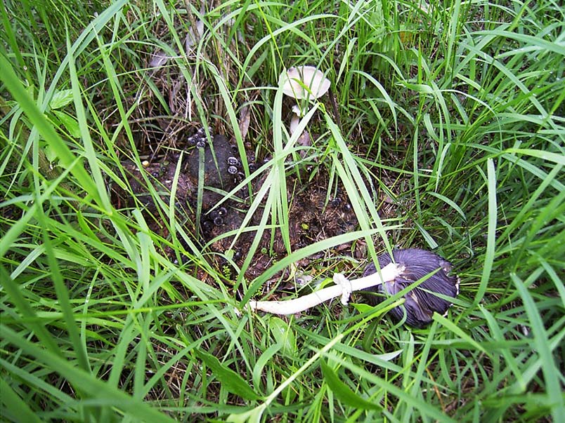 Macrofungus on dung