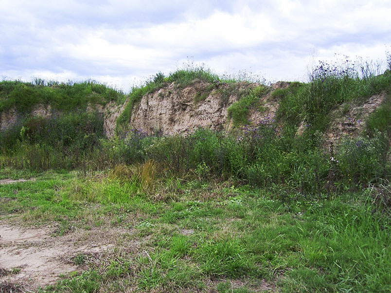 Old topsoil stockpile with weed growth