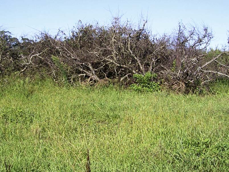 Pile of woody vegetation